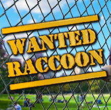 浣熊通缉犯/Wanted Raccoon